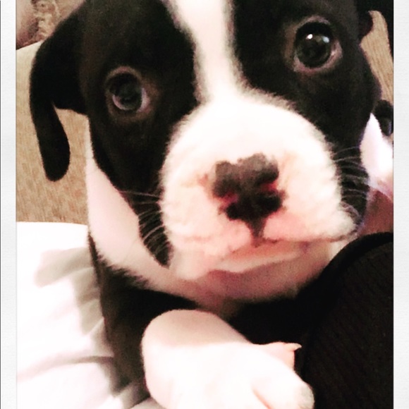 Coco 🥰 - Picture 5 of 13